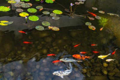 koi pond cleaning and maintenance