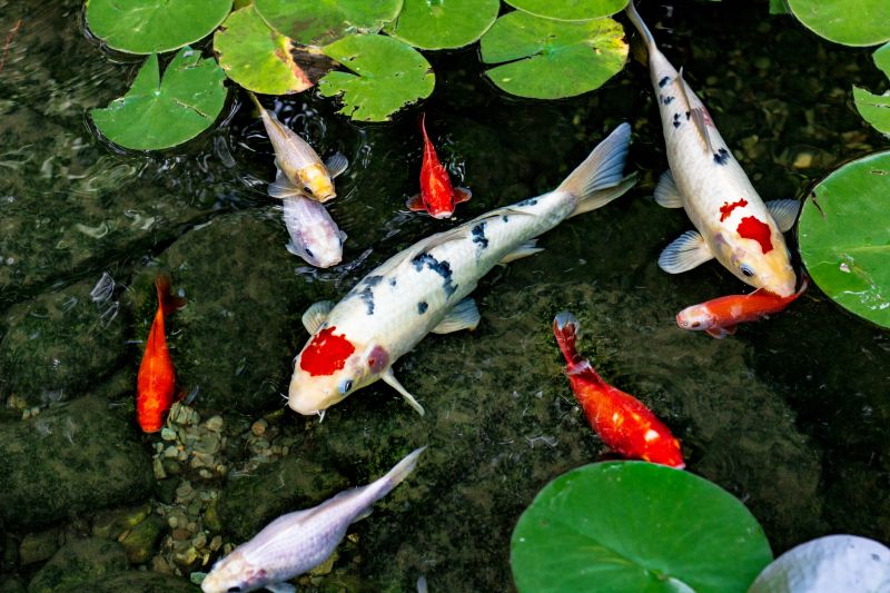 Koi Pond Cleaning And Maintenance
