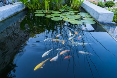 Koi Pond Cleaning And Maintenance