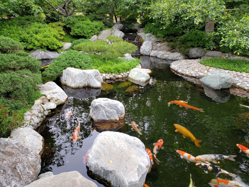 Koi Pond Cleaning And Maintenance