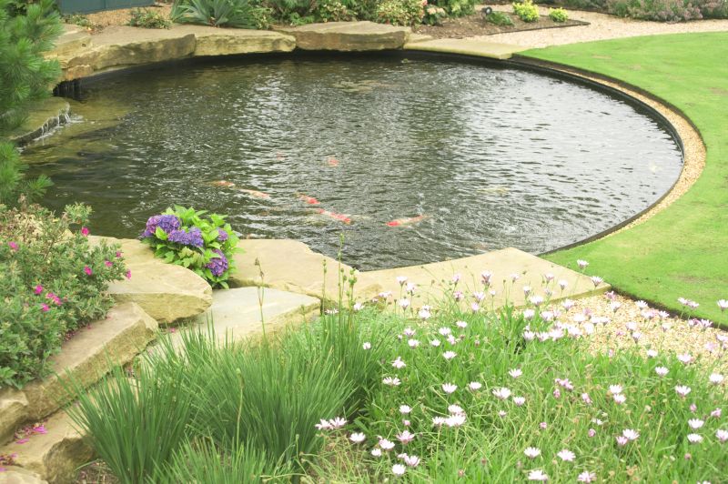 Healthy Pond Ecosystem