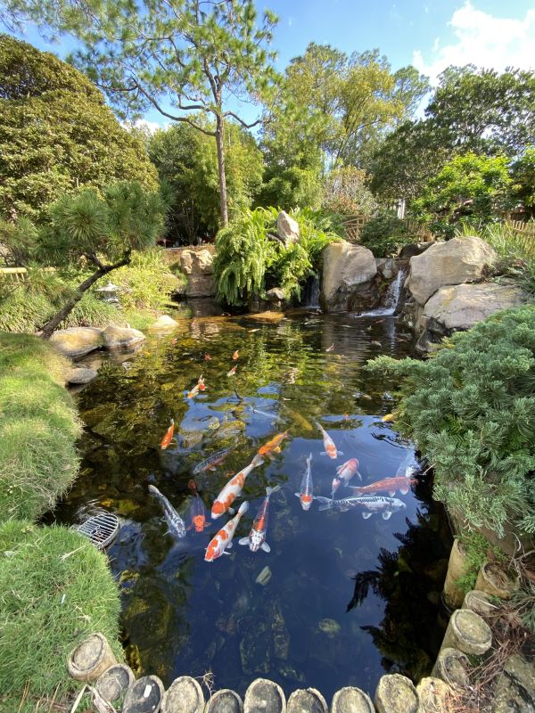 Healthy Koi Fish in Pristine Water
