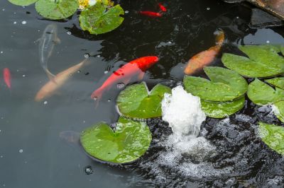 Koi Pond Cleaning, Koi Pond Cleaning And Maintenance, Arizona